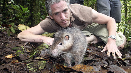 Giant Rat